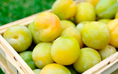 Rainha Cláudia d'Elvas Prune