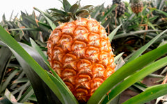 Ananas des Açores AOP