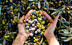 Olives Negrinha de la Vallée du Douro