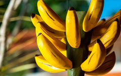 Banane de Madère